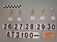 藏品(獸牙)的圖片